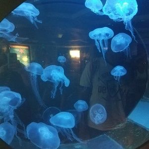 Meet your Posher, Misty